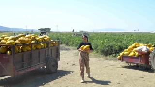 Para etmeyince 600 ton kavun ve karpuzu ücretsiz dağıttılar