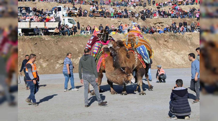 Pehlivan develer Aydın Koçarlı'da
