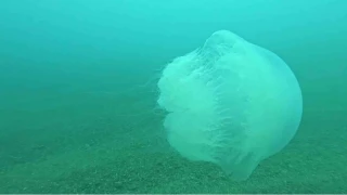 Poyraz, Akdeniz'deki en büyük denizanası türünü Antalya Körfezi'ne soktu