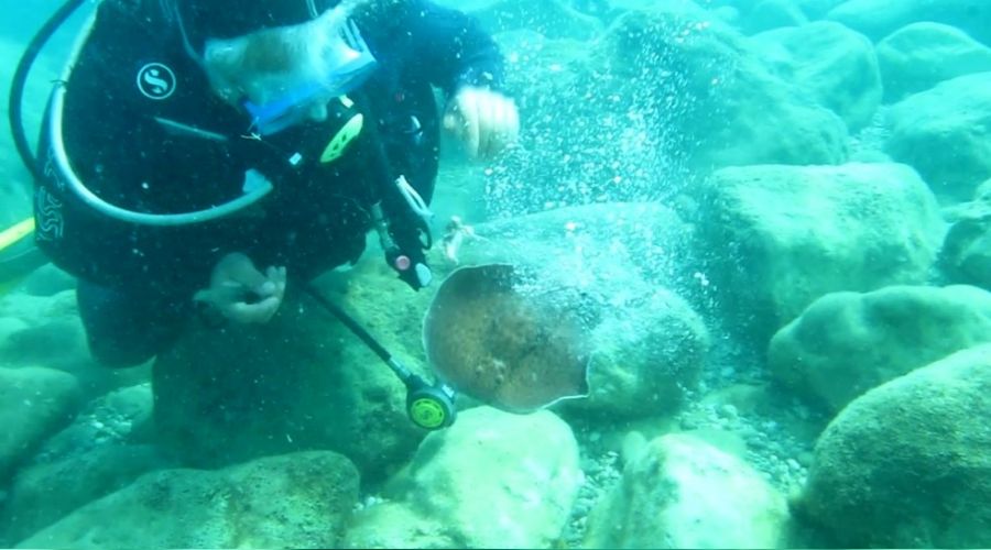 Profesöre elektrikli vatoz balığı şoku