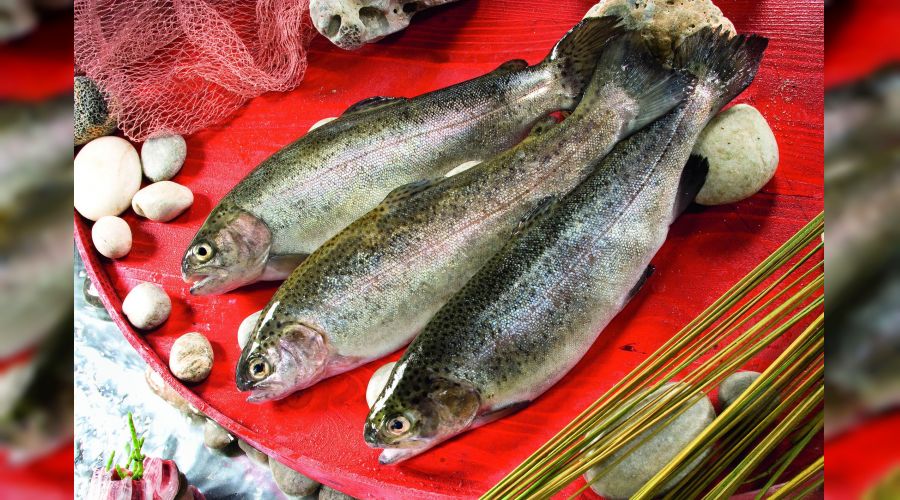 Ruslar ve Japonlar Türk somonuna bayılıyor