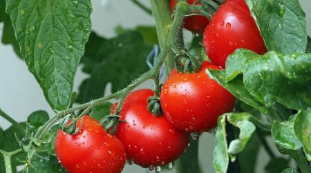 Rusya, Trkiye'den domates ithalatn arttrma karar ald