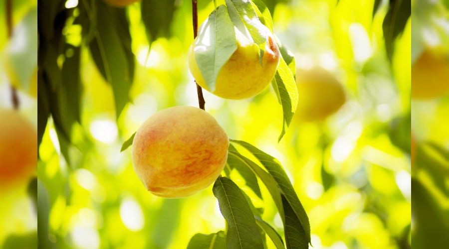 Rusya'n�n �eftali ihtiyac� T�rkiye'den 