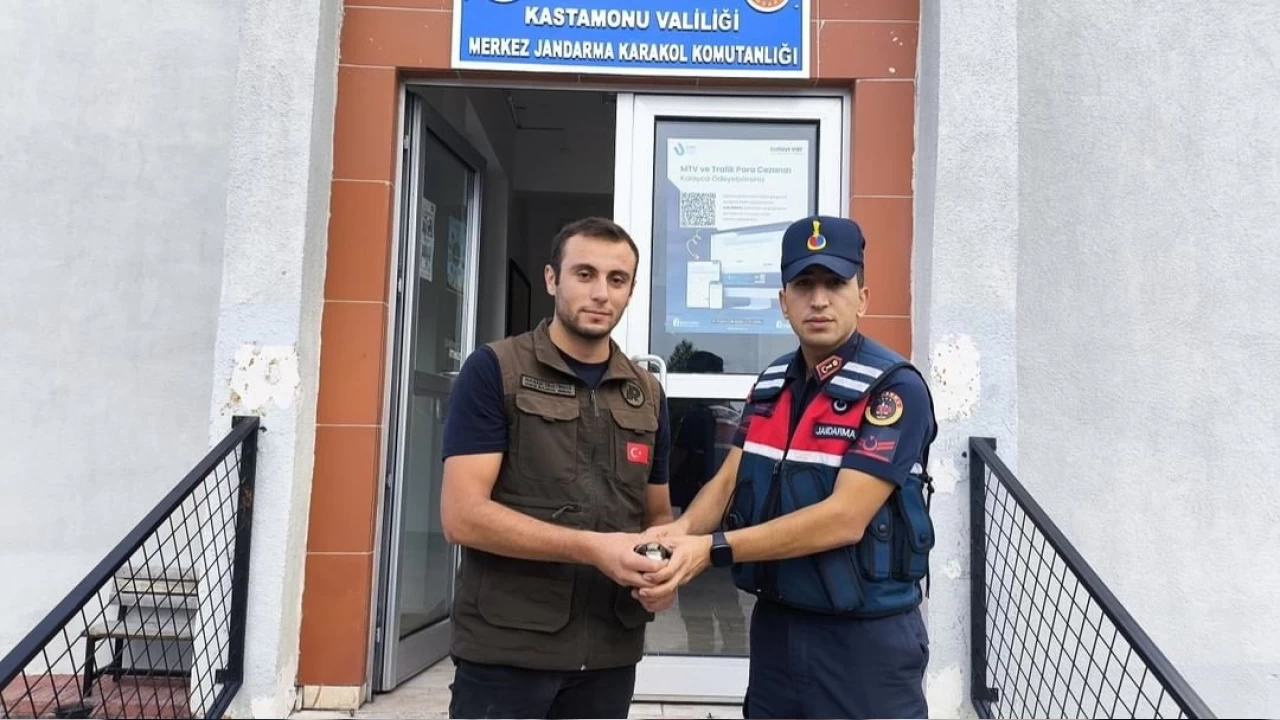 Sağlıklarına kavuşan yaban hayvanları yeniden doğaya salındı