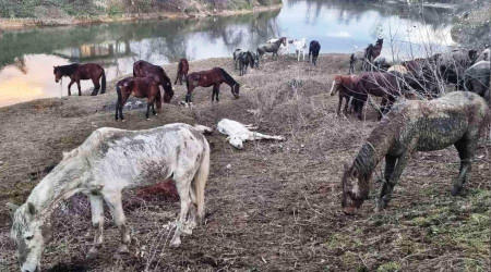 Sakarya'da kesilmekten son anda kurtarlan 43 atn 4' telef oldu