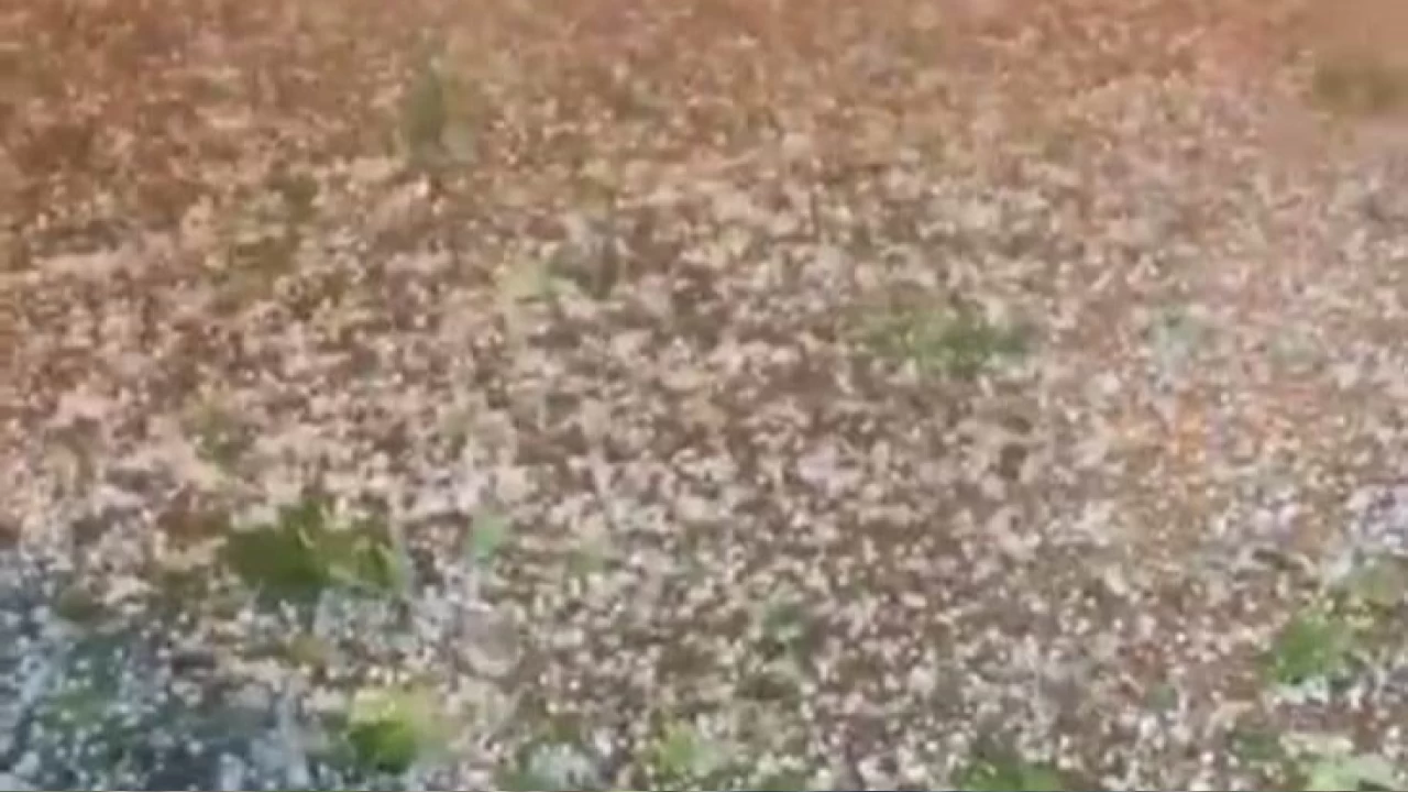 Sakarya'nn sahil ilelerini dolu vurdu, yerler beyaza brnd