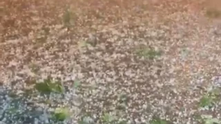 Sakarya'nn sahil ilelerini dolu vurdu, yerler beyaza brnd