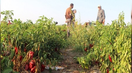 Salçalık biberler tarlada çürüyor