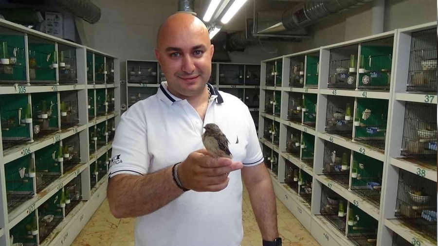 Şampiyon kanaryalar böyle yetişiyor
