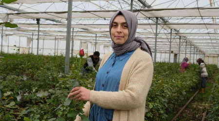 Serada topraksız gül üretti, talebe yetişemiyor