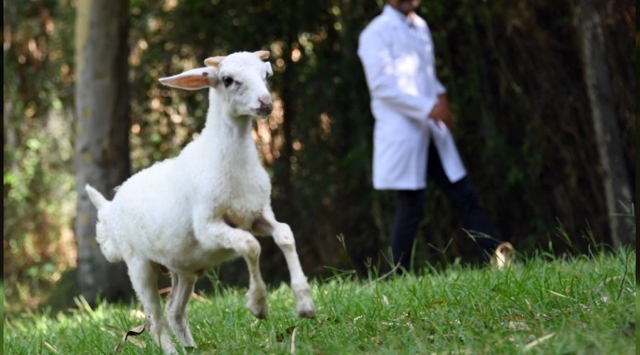 Sevimli kuzu Doa Park'nn maskotu oldu