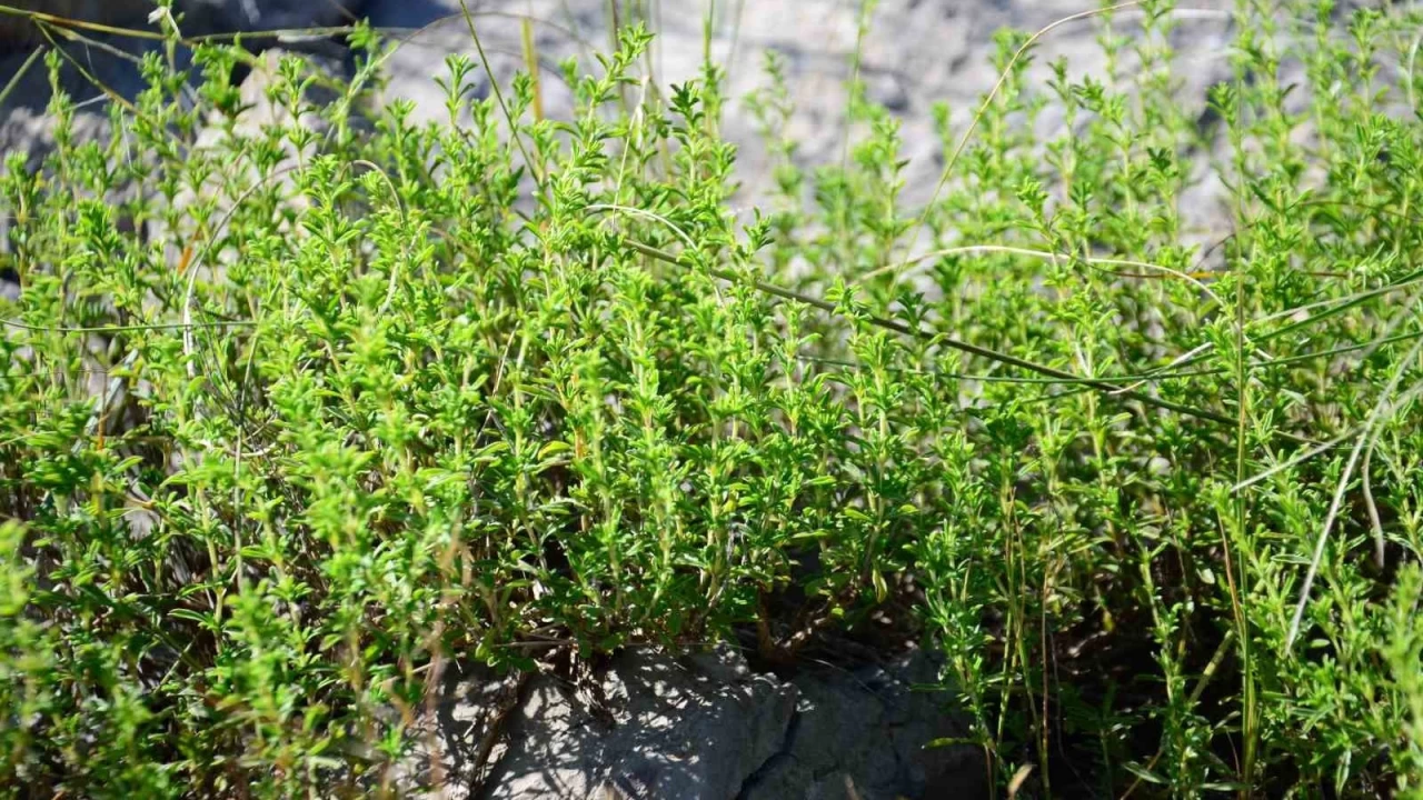 Şifalı taş kekiği için bin 800 rakımlı yaylaya çıkıyorlar