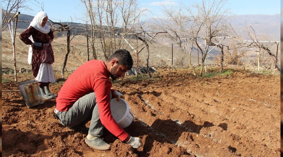 Siirt'te çiftçinin 'soğan' mesaisi başladı