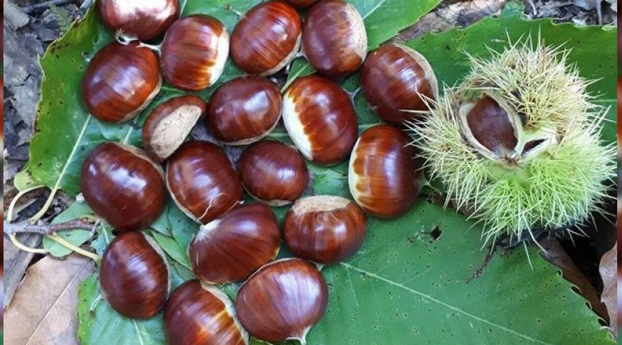Simav'da kestane hasadı
