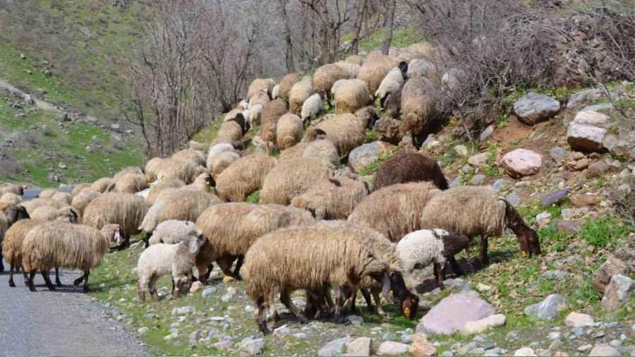 S�n�rda hayvanlar meraya sal�nd�