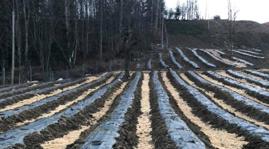 Sinop'un yeni g�zdesi 'mavi yemi�'