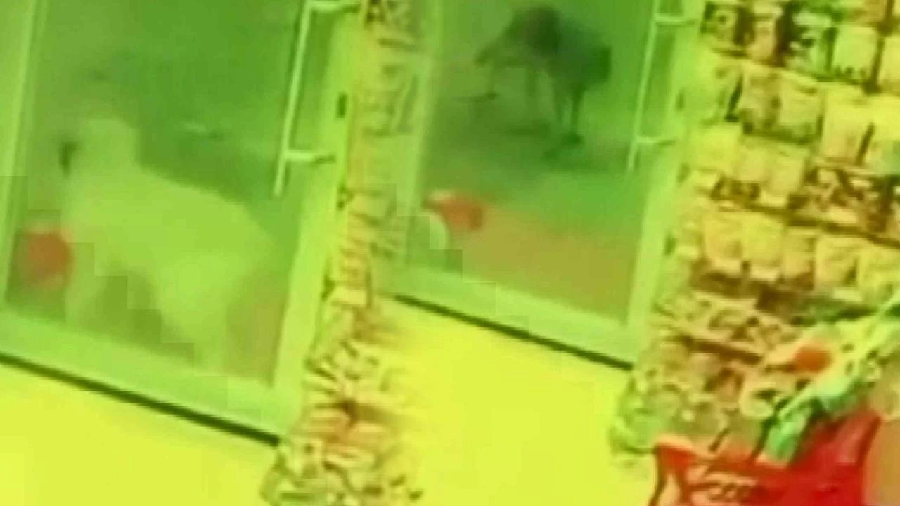 Sivas'ta a kalan kurdun saldrd kpek ld