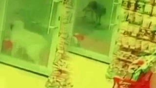 Sivas'ta a kalan kurdun saldrd kpek ld