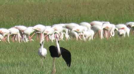 Sultan Sazlnda siyah flamingo grld