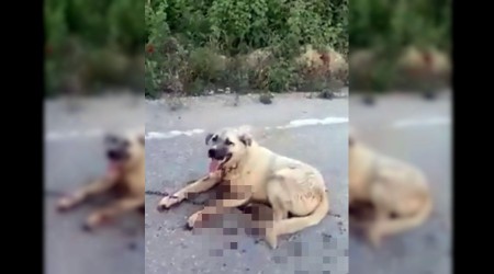Sürüklenen köpek kanlar içinde kaldı