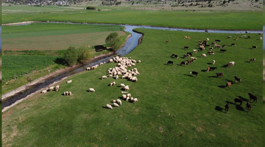 Tam kapanmada �obanlar yaylalarda mesaide
