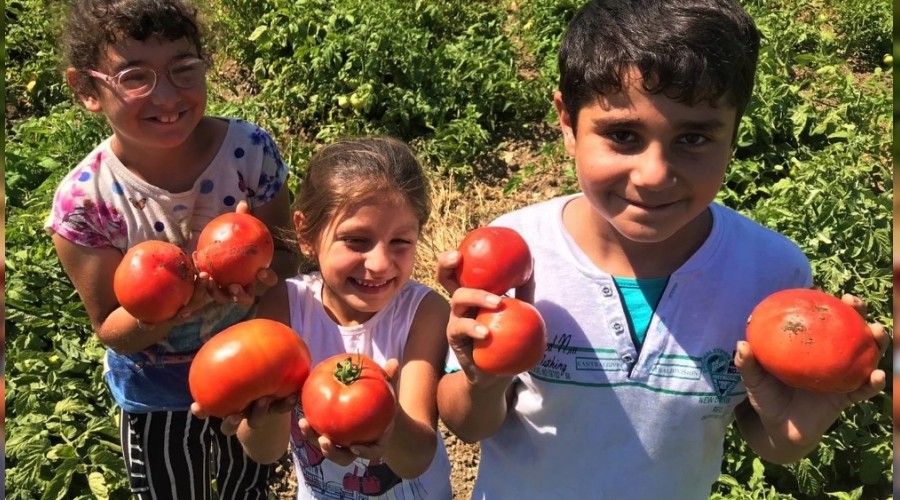 Tarlada 1 lira, 4 katı fiyatla mutfağa giriyor
