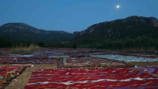 Tarlada milyonluk halı nöbeti