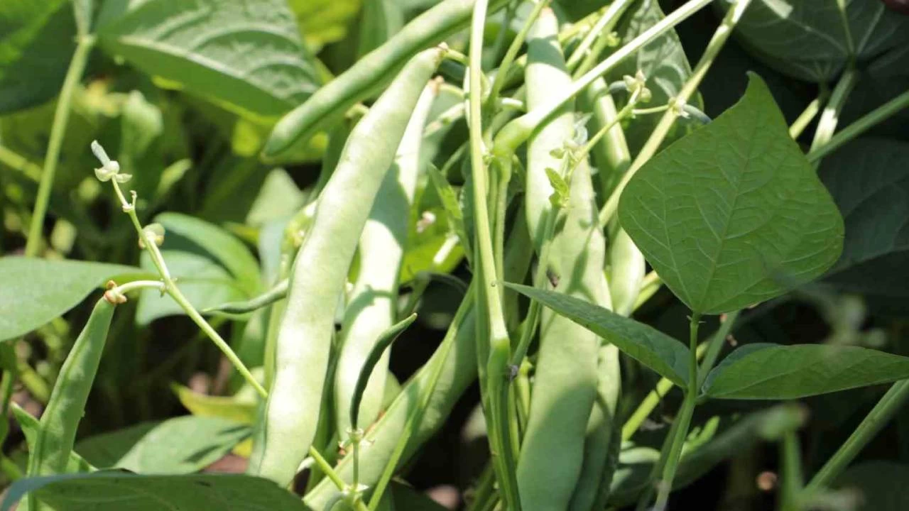 'Tarlada ucuz tezgahta pahal�' ezberi de ��kt�: Taze fasulye tarlada 50 lira!