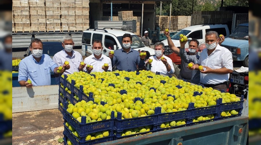 Taze incir hasadı bayrama yetişti