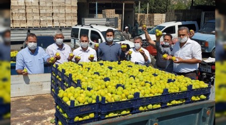 Taze incir hasadı bayrama yetişti
