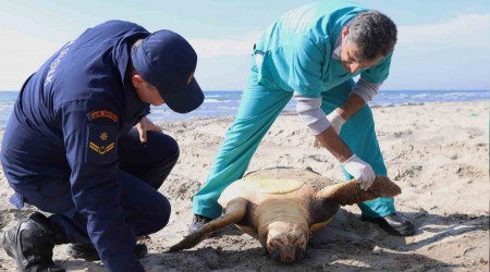 Tekirdağ sahilinde "caretta caretta" ölüsü bulundu