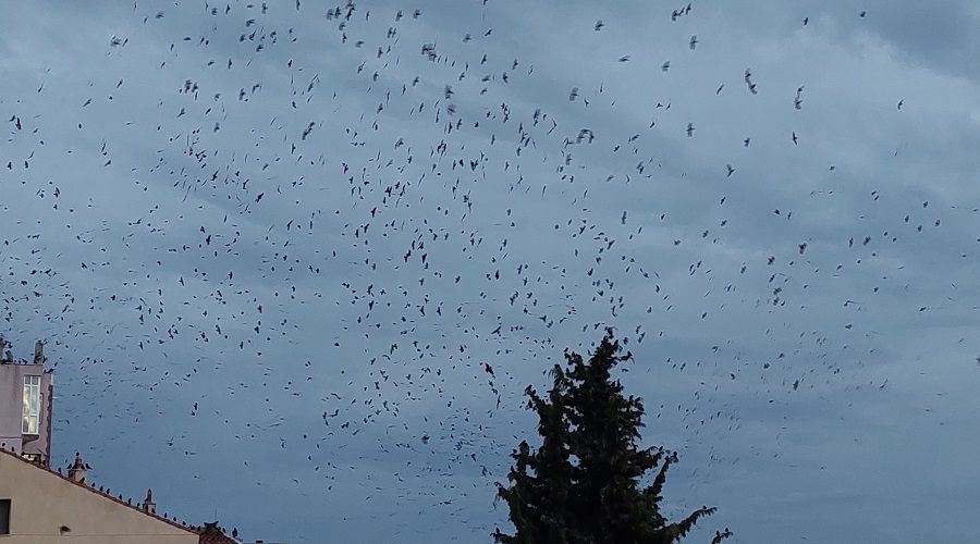 Tekirdağ'da karga istilası