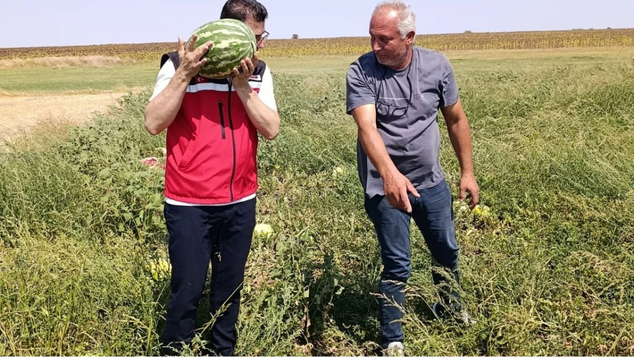 Tekirda�'da karpuz �retimine yak�ndan takip