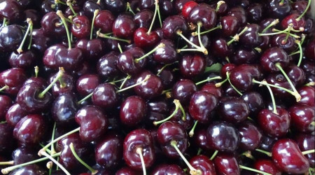 Tekirdağ'da kiraz hasadı devam ediyor