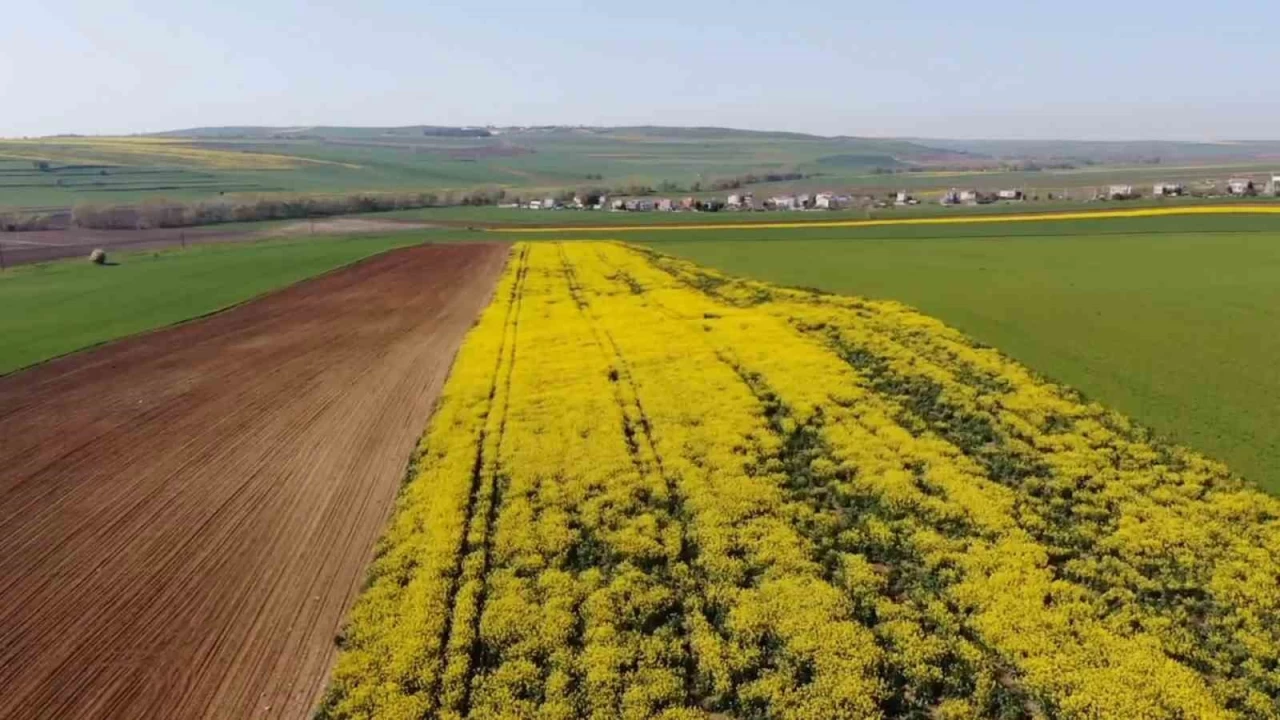 Tekirdağ'da sarı bahar başladı