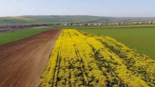 Tekirdağ'da sarı bahar başladı