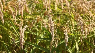 TMO'nun 2024 dönemi çeltik alım fiyatları belli oldu