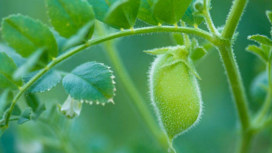 Tohumluk �retim Hakk� ihalesi yap�lacak