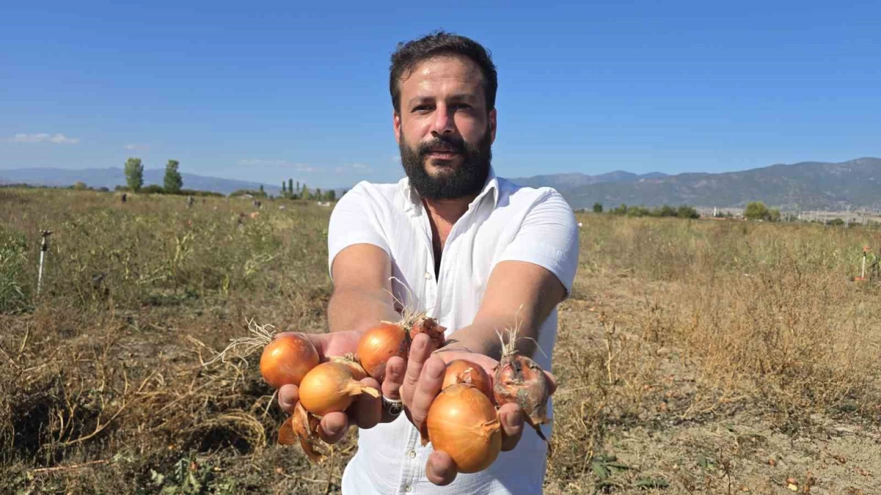 Toplatamadığı 500 ton soğanı halka ücretsiz dağıttı