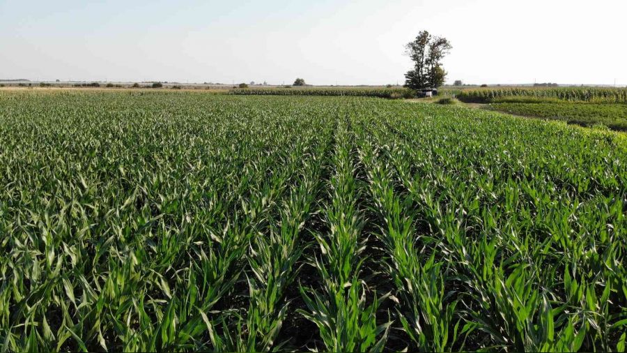 Trakya'da ila�lanan m�s�r tarlar� t�rt�llardan temizlendi