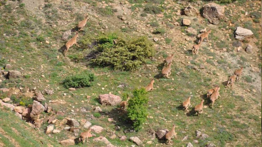 Tunceli'de yaban keçileri dron ile görüntülendi