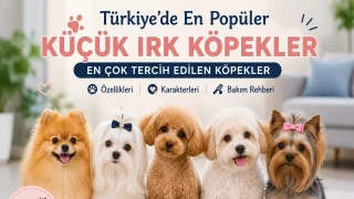 Türkiye’de En Popüler Küçük Irk Köpekler: En Çok Tercih Edilen Köpekler