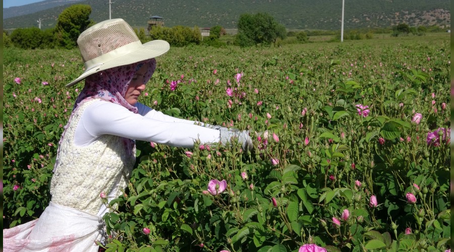 Türkiye'nin gül bahçesinde turizmsiz hasat