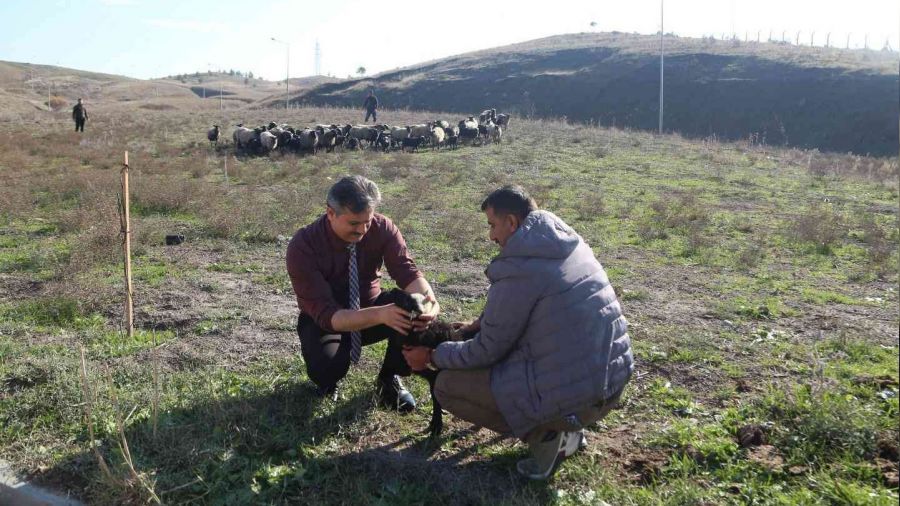 Ukrayna'dan Siirt'e getirilen koyunlar blgeye uyum salad