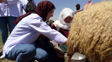 Ünlü aşçılar yaylada koyun sağdı
