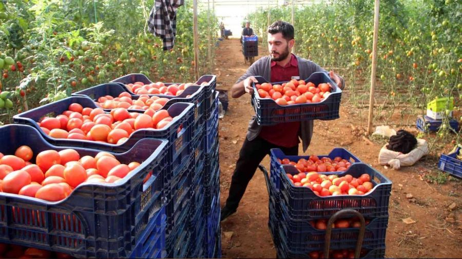Üreticiden büyükşehirlerdeki domates fiyatına tepki