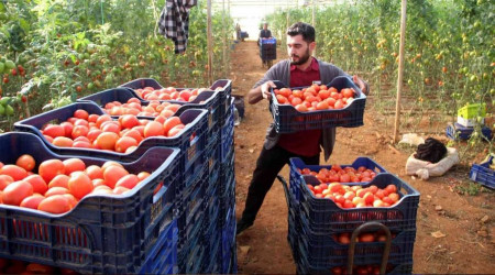 Üreticiden büyükşehirlerdeki domates fiyatına tepki