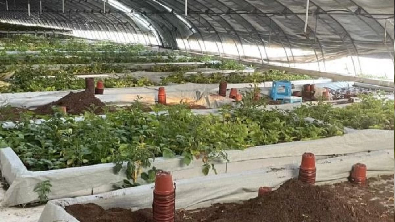 Uzaydan gelen patates tohumları ekime hazırlanıyor