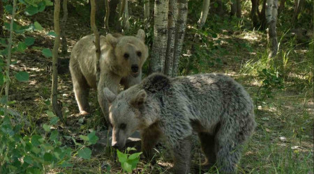 Veteriner hekim uyardı: "Nemrut'un ayılarından uzak durun"