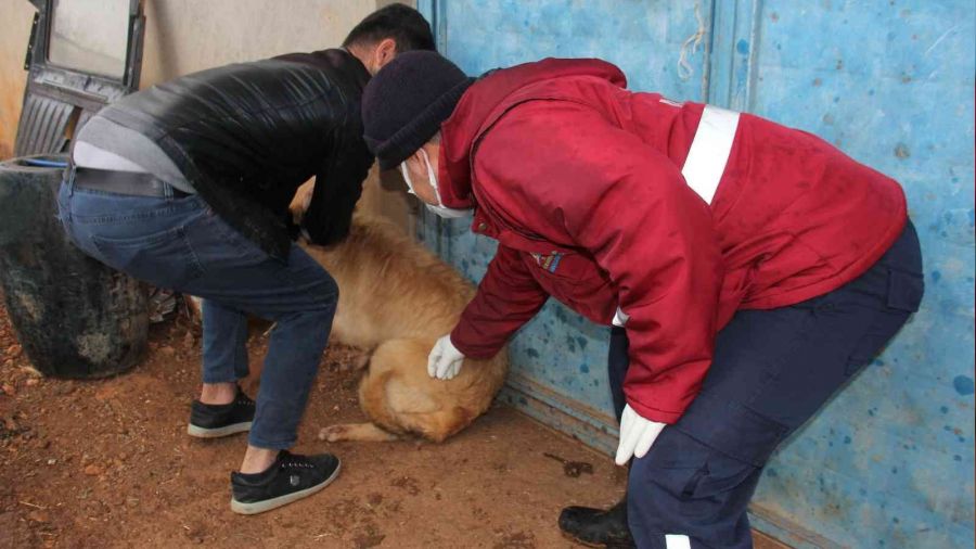 Yaban hayvanlarının ısırdığı köpek kuduz çıktı